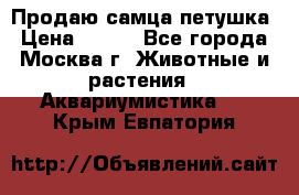 Продаю самца петушка › Цена ­ 700 - Все города, Москва г. Животные и растения » Аквариумистика   . Крым,Евпатория